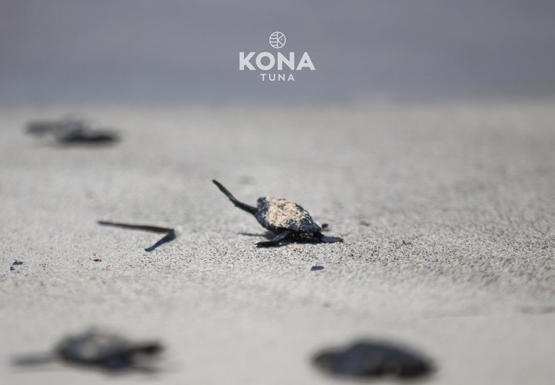 Saving marine life