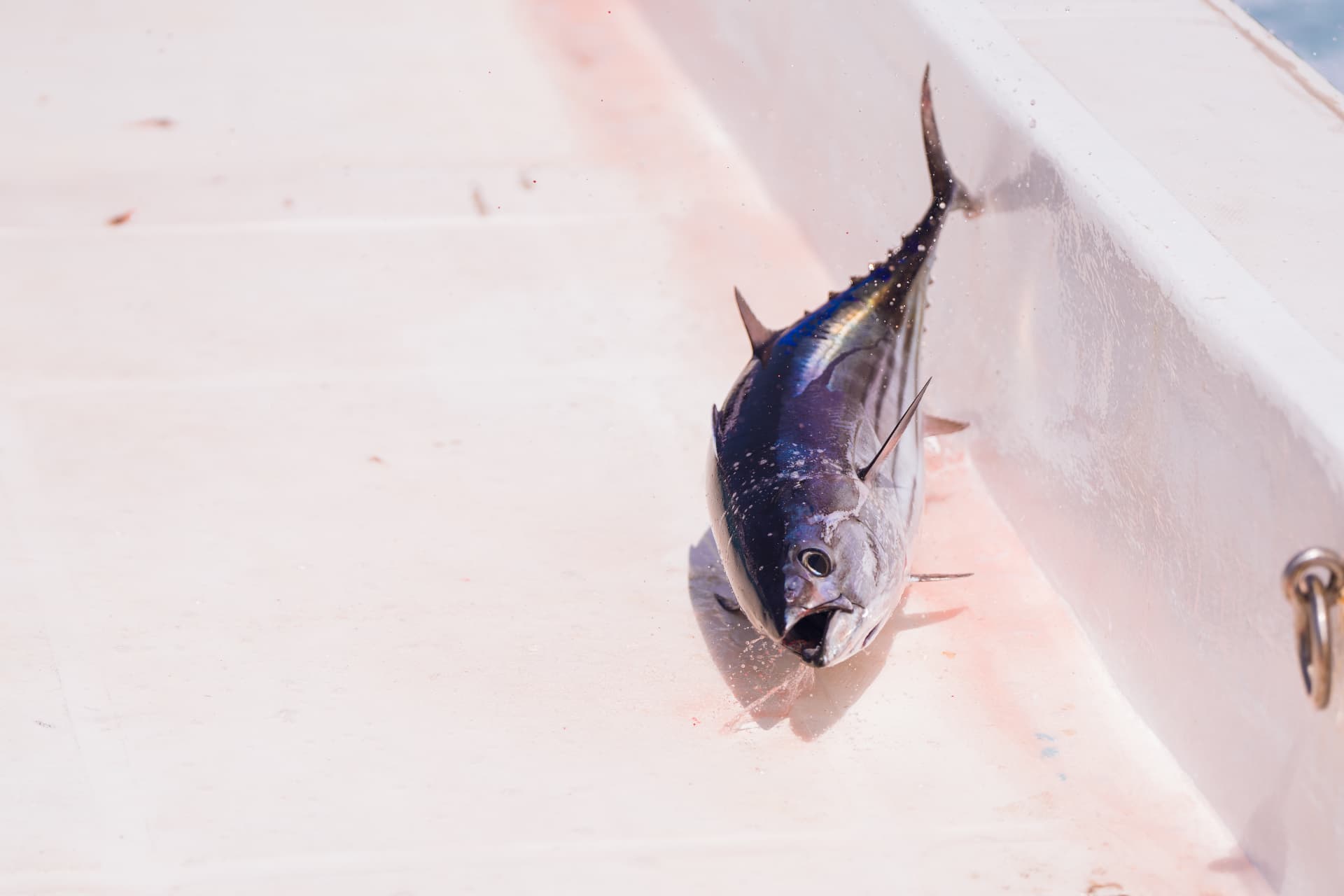 A single freshly landed tuna on the deck